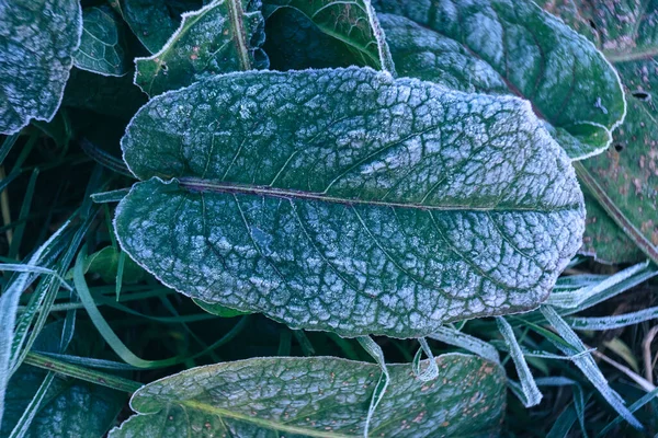 Fechar Superfície Bonita Planta Congelada Fundo Inverno Outono — Fotografia de Stock