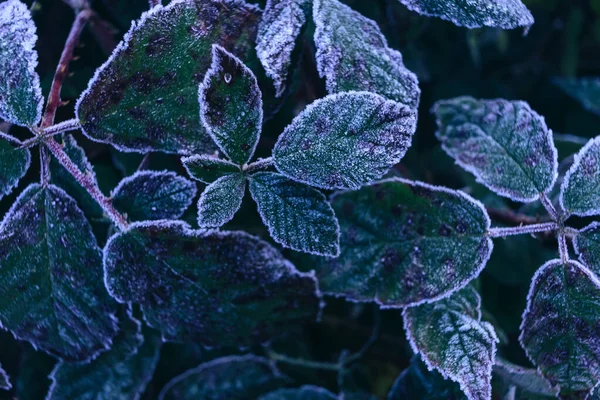 Fechar Superfície Bonita Planta Congelada Fundo Inverno Outono — Fotografia de Stock