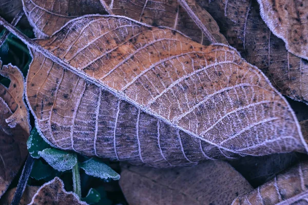 Zamknij Brown Frozen Liści Tekstury Tła Symbolizujące Zimowe Jesienne Wiosenne — Zdjęcie stockowe