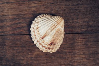 Kahverengi ahşap bir masada güzel deniz kabukları. Minimalizm retro tarzı konsept. Tasarım için arkaplan dokusu. 