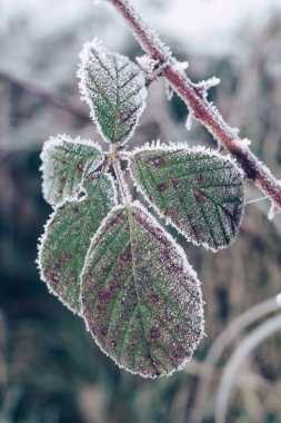 Tasarım için bulanık doğa arkaplanındaki güzel soğuk yaprakları kapat. 
