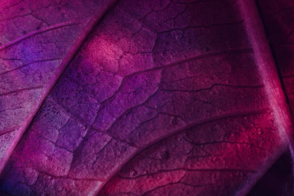 Κοντινό Πλάνο Όμορφο Αφηρημένο Φύλλο Πολύχρωμο Φως Minimalism Σύγχρονη Έννοια — Φωτογραφία Αρχείου