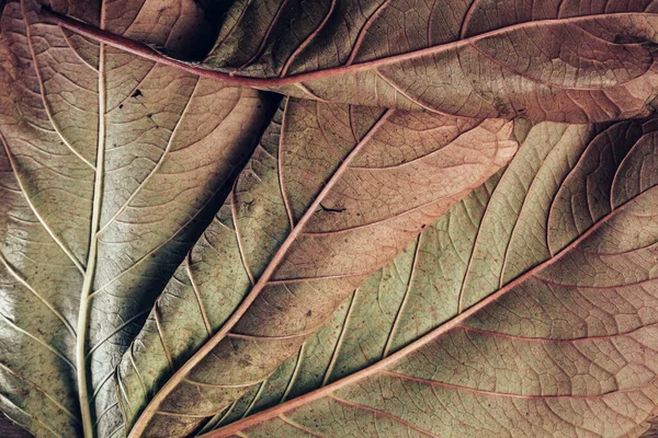 아름다운 나뭇잎의 무늬를 디자인하는 것이죠 매크로 — 스톡 사진