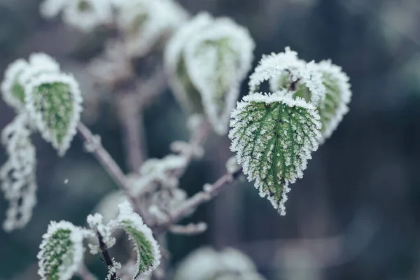 在模糊的自然背景下 将美丽的霜冻叶围在一起进行设计 — 图库照片