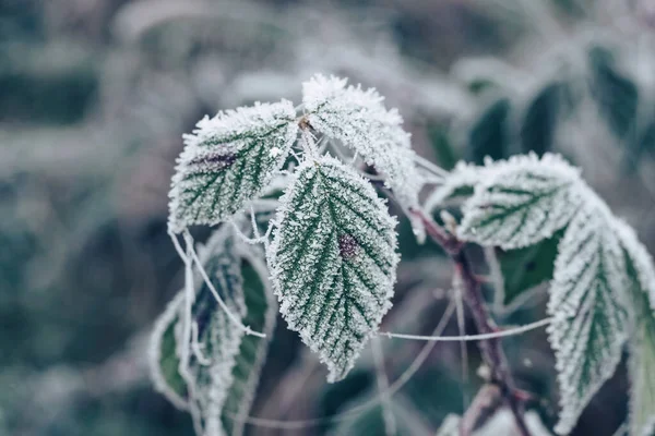 在模糊的自然背景下 将美丽的霜冻叶围在一起进行设计 — 图库照片