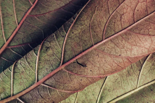 Hermoso Fondo Patrón Tetura Hoja Para Diseño Macro Fotografía Vista — Foto de Stock