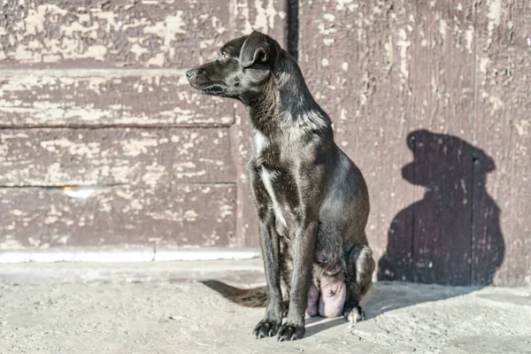 Yaşlı Köpekler Anne Kızı Bahçedeki Hayvanlar — Stok fotoğraf