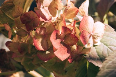Hydrangea Macrophylla çiçek tomurcukları, ayrıca Bigleaf Hydrangea veya Hortensia olarak da bilinir. Genç bir ortanca çalılığına yakın avluya..