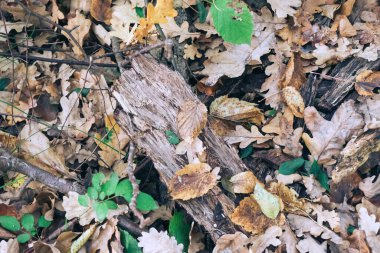 Sonbahar ormanı geçmişi. Canlı renk ağacı, sonbahar parkında kırmızı turuncu yaprak. Doğanın değişimi Ekim mevsiminde sarı yapraklar güneşli gün havası, parlak ışık pankartı çerçevesi