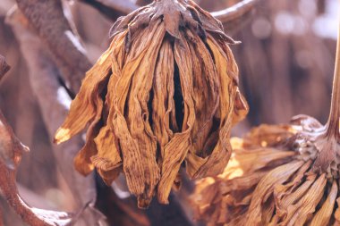 Güzel soyut sarı eski solmuş çiçek. Eski çiçekleri kapatın. Tasarım için arkaplan modeli. Sonbahar. Makro fotoğrafçılık görünümü.  