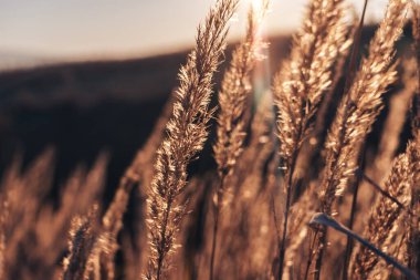 Kuru çiçek fotoğrafı, büyük dulavrat otu. Gün batımında kuru bir çiçeğin yakın çekimi. Kuru çiçek yaprakları