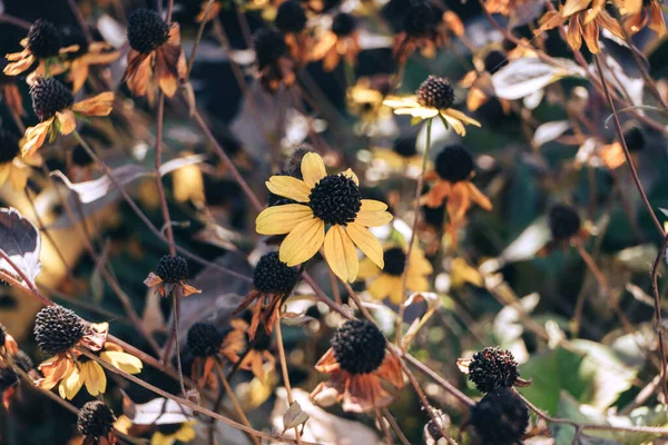 美丽的褪了色的黑眼苏珊花在花园上绽放 背景质感平淡 — 图库照片
