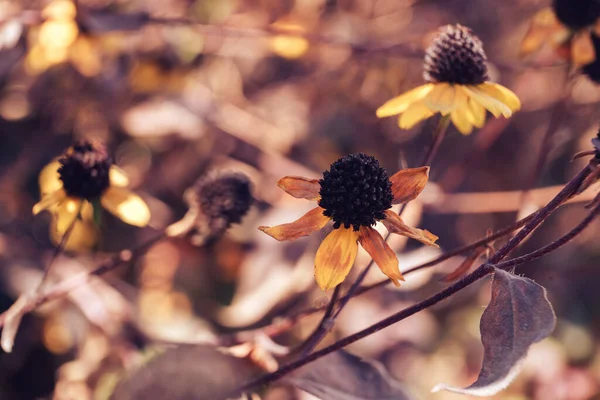 Belle Fleur Susans Aux Yeux Noirs Décolorée Sur Jardin Texture — Photo