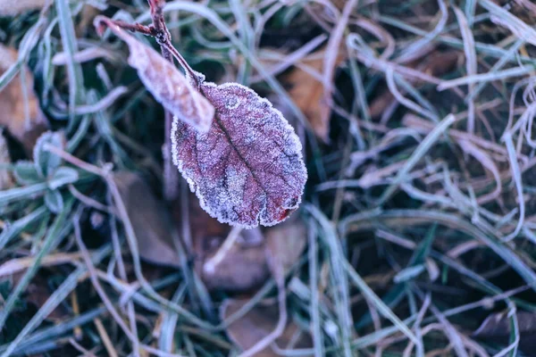 Nahaufnahme Schöne Oberfläche Gefrorener Pflanze Hintergrund Winter Herbst — Stockfoto