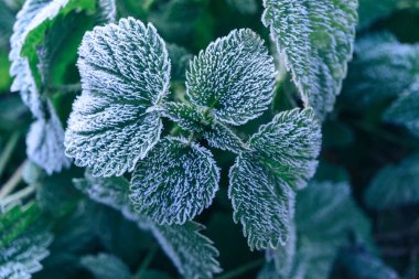 Donmuş bitki arka planının güzel yüzeyi kış-sonbahar .