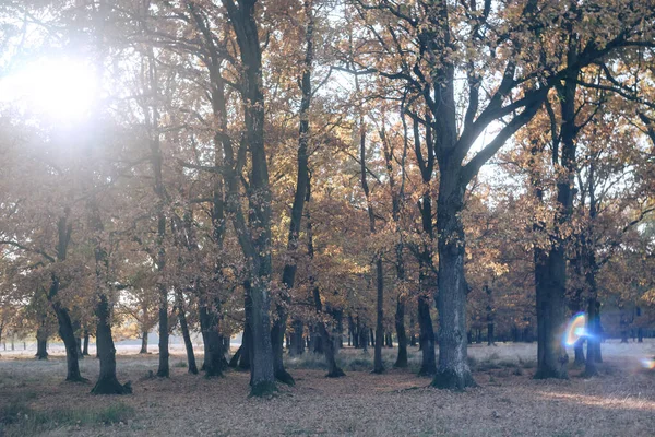 Landelijke Weg Een Herfstdag Herfstweg Door Een Landelijk Veldlandschap — Stockfoto