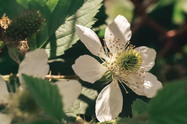 Close Fresh Blackberries Blackberry Bush Farm Marco Photography View — Stock Photo, Image