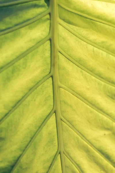 Close Beautiful Green Yellow Leaf Background Texture Macro Photography View — Photo