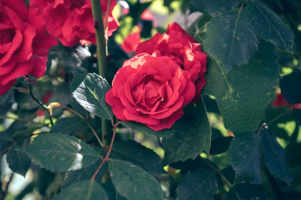 美丽的新鲜玫瑰 靠近一丛丛红松子 天然背景 大灌木丛 — 图库照片