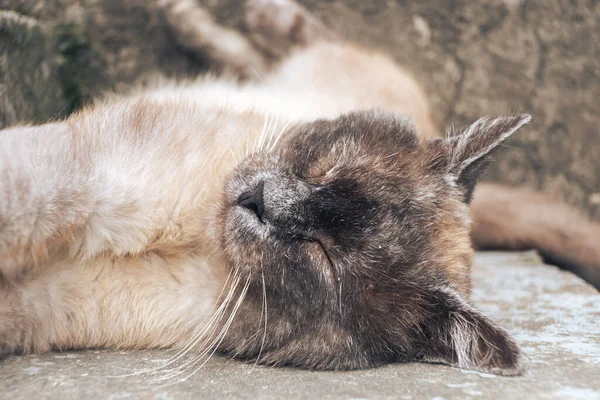 Närbild Sova Siamese Katt Liggande Gräs Rolig Sovande Katt Porträtt — Stockfoto