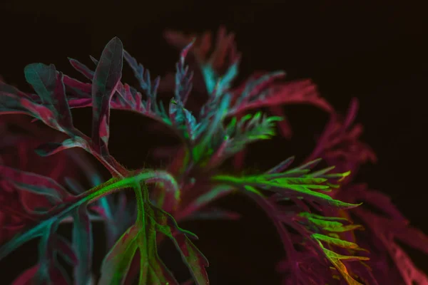 Κοντινό Ragweed Έγχρωμο Φως Μαύρο Φόντο Μακροσκοπική Προβολή Φωτογραφίας — Φωτογραφία Αρχείου