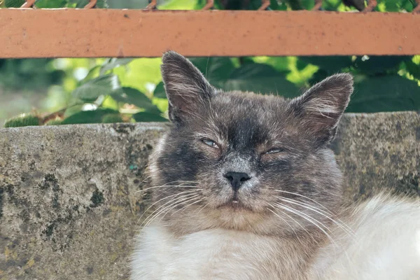 Närbild Sova Siamese Katt Liggande Gräs Rolig Sovande Katt Porträtt — Stockfoto