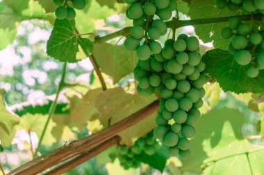 Tasarım için taze yeşil arkaplan dokusu. Makro fotoğrafçılık görünümü.