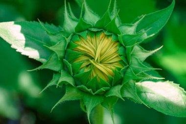 Yeşil yapraklardan oluşan bir arka planda bir ayçiçeğinin güzel, genç, kapalı çiçeğini kapat. Tasarım için doğa arkaplan dokusu.