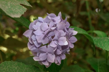Hydrangea Macrophylla çiçek tomurcukları, ayrıca Bigleaf Hydrangea veya Hortensia olarak da bilinir. Genç bir ortanca çalılığına yakın avluya..