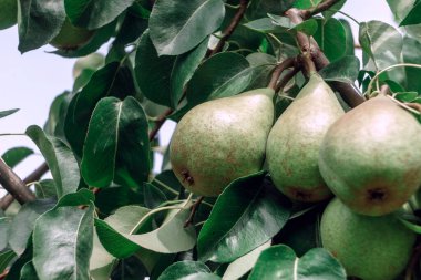 Ağaçta büyüyen taze, güzel armutlar. Kapat..