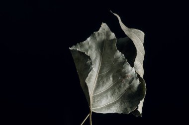 Güzel solmuş yaşlı bir yaprak, siyah bir yaprak. Minimalizm sonbahar tarzı konsept. Tasarım için arkaplan deseni.