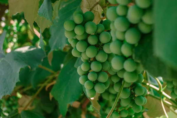 Tasarım için taze yeşil arkaplan dokusu. Makro fotoğrafçılık görünümü.