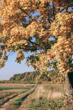 Sonbahar gününde kırsal yol. Kırsal alanda sonbahar yolu