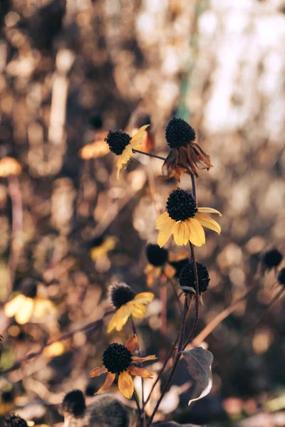 Красивый Поблекший Черноглазый Цветок Сюзанн Фоне Сада Текстуры Боке Макрофотография — стоковое фото