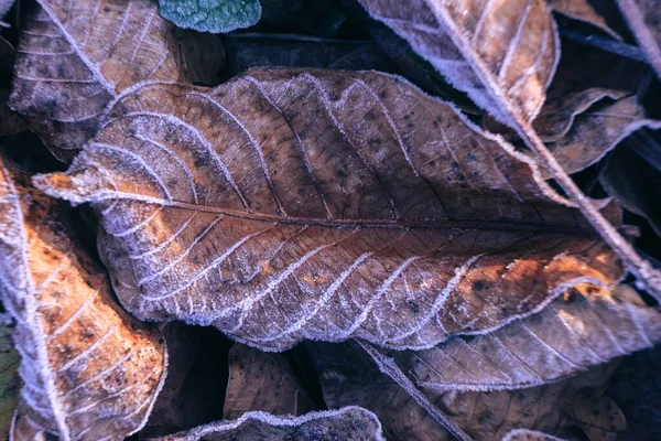 Close Brown Textura Fundo Folhas Congeladas Simbolizando Manhãs Inverno Outono — Fotografia de Stock