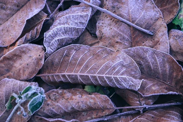 Primer Plano Hojas Congeladas Marrones Textura Fondo Simbolizando Las Mañanas — Foto de Stock