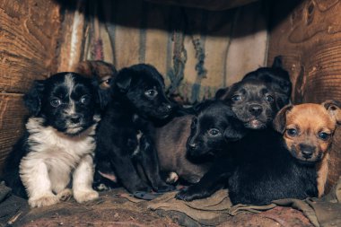 Yaşlı köpek üç yavruyu besliyor. Siyah beyaz, beyaz, gri..