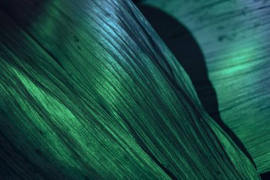 Güzel, soyut yaprağı renkli akuamarin ışığıyla kapat. Minimalizm modern tarz konsepti. Tasarım için karanlık arkaplan deseni. Makro fotoğrafçılık görünümü.