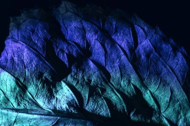 Güzel soyut yaprak dokusunu çok renkli neon ışıkla kapat. Minimalizm retro tarzı konsept. Tasarım için arkaplan modeli. Makro fotoğrafçılık görünümü.