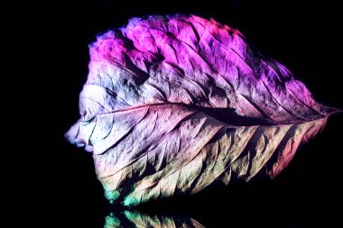 Neon ışıkta güzel, soyut bir yaprak. Minimalizm modern tarz konsepti. Tasarım için arkaplan deseni. 