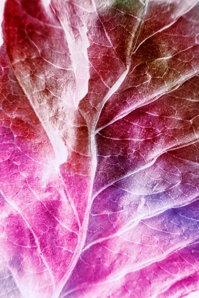 美しい抽象的な葉の質感ネオンライト ミニマリズムレトロなスタイルのコンセプト デザインの背景パターン マクロ写真ビュー — ストック写真