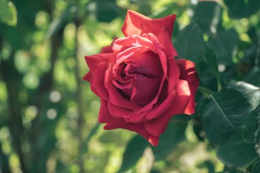 Yeşil arka planda kırmızı gül çiçeğini kapat. Yağmurdan sonra.