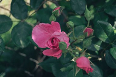 Yeşil bahçe arka planında pembe gül çiçeğini kapat. Yağmurdan sonra.