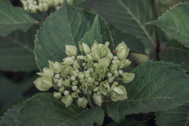 Küçük Hydrangea Macrophylla çiçek tomurcukları, aynı zamanda Bigleaf Hydrangea veya Hortensia olarak da bilinir. Genç bir ortanca çalılığına yakın avluya..
