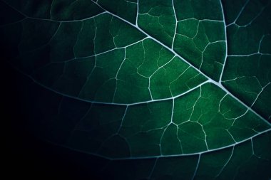 Siyah arkaplan desenli güzel yeşil yaprağı kapat. 