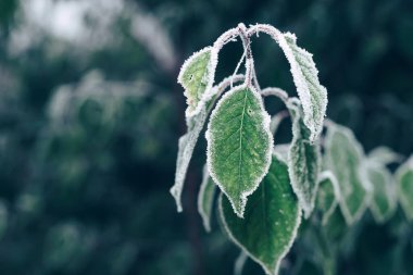 Tasarım için bulanık arkaplanda güzel soğuk yapraklar. 
