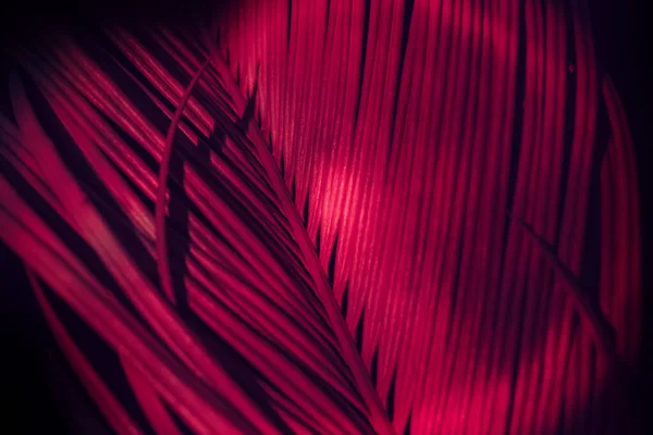 Close Beautiful Palm Leaf Red Light Minimalism Retro Style Concept — Foto de Stock