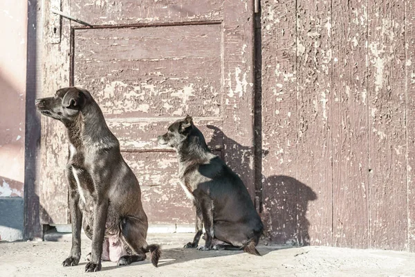 Yaşlı Köpek Anne Kızı Bahçedeki Hayvanlar — Stok fotoğraf
