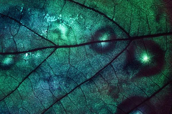 閉じるカラフルな光の中で美しい抽象的な葉 デザインの背景パターン マクロ写真ビュー — ストック写真