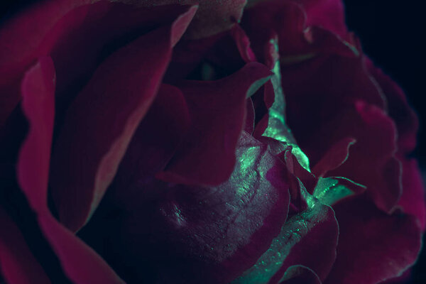 Beautiful fresh roses. Green-red neon rose close up. Bright macro background.